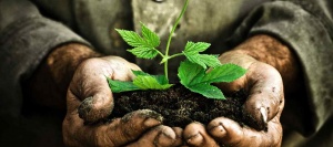 Grow.-Plant.-Discipleship.jpg