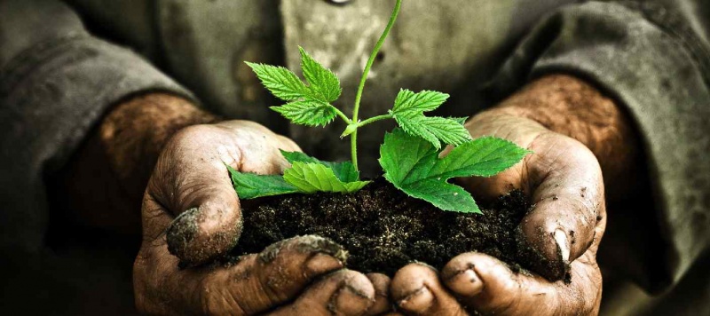 File:Grow.-Plant.-Discipleship.jpg
